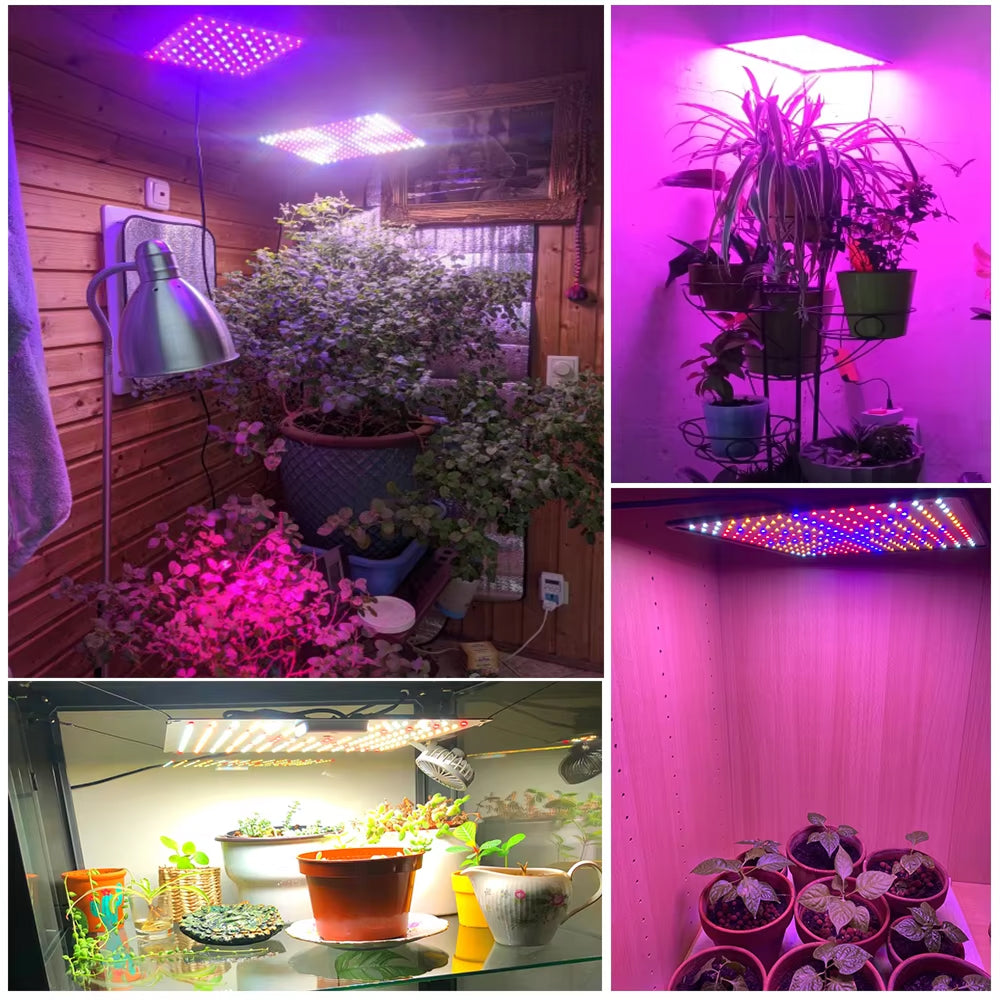 BlosomLite