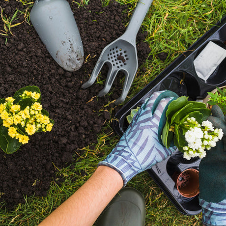 Plant Care & Seedlings