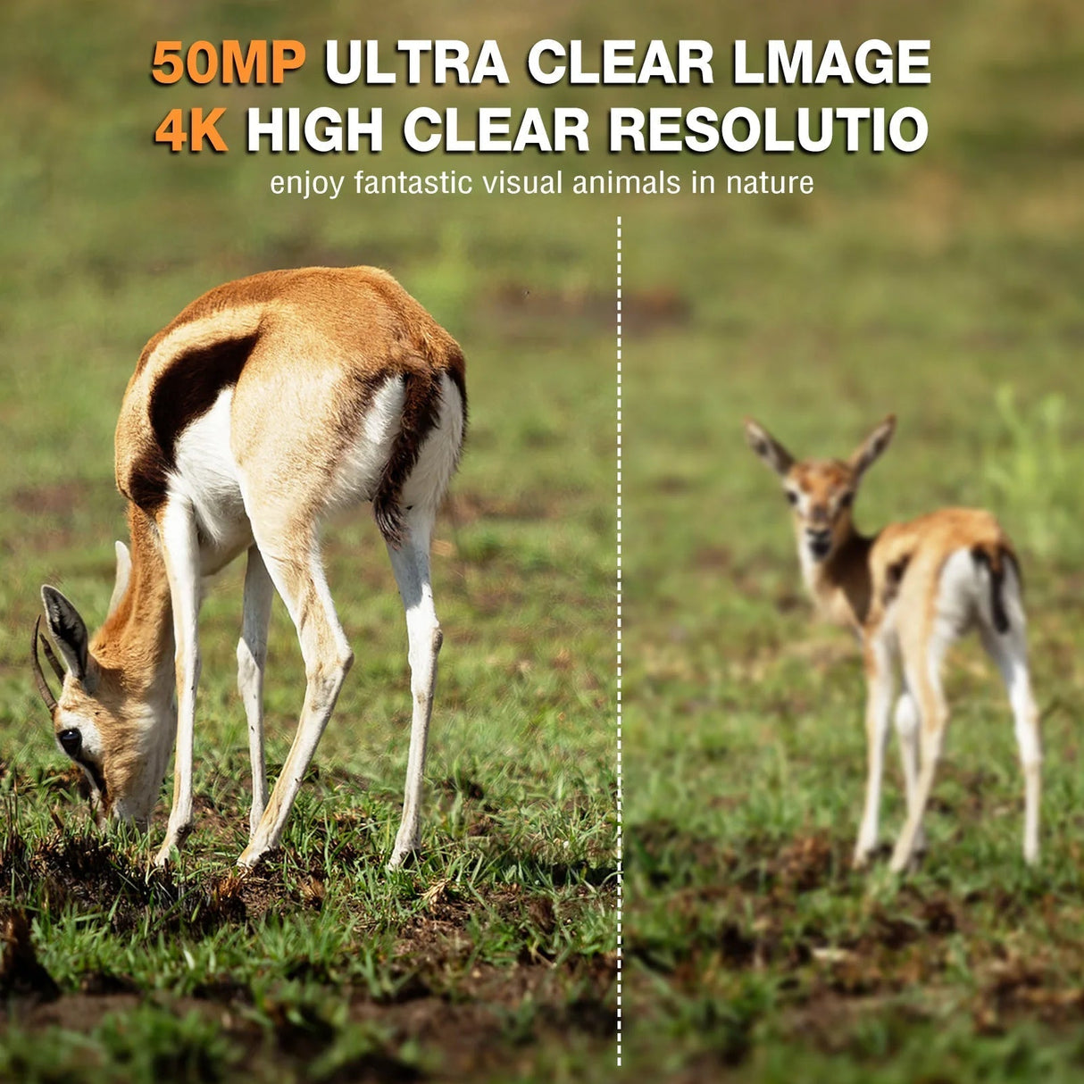 Wildsnap v3 - 1